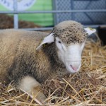 Un mouton de la filière agneau'pays